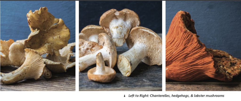 chanterelle mushrooms