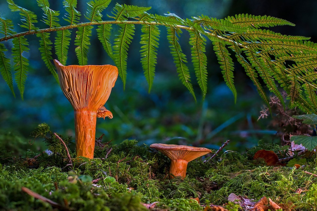 lobster mushrooms