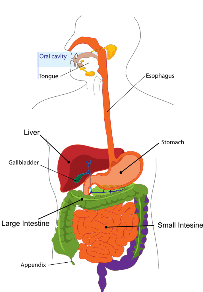 Digestive System