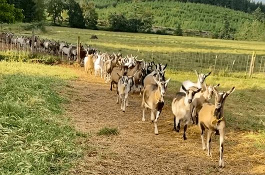 Fern's Edge Goat Dairy Herd