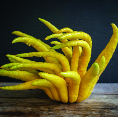 Buddha's Hand Citron