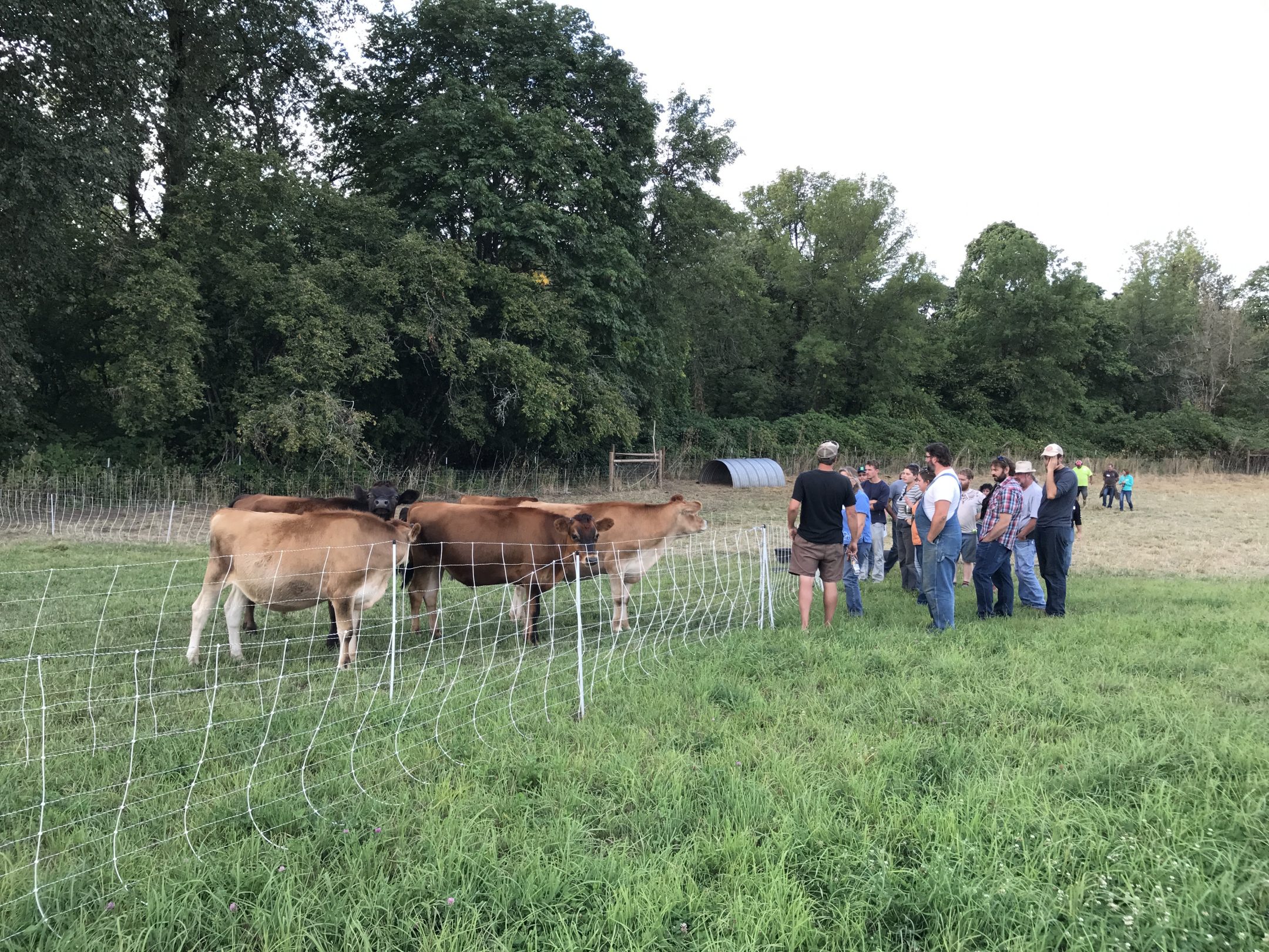 People looking at cows in a pasture