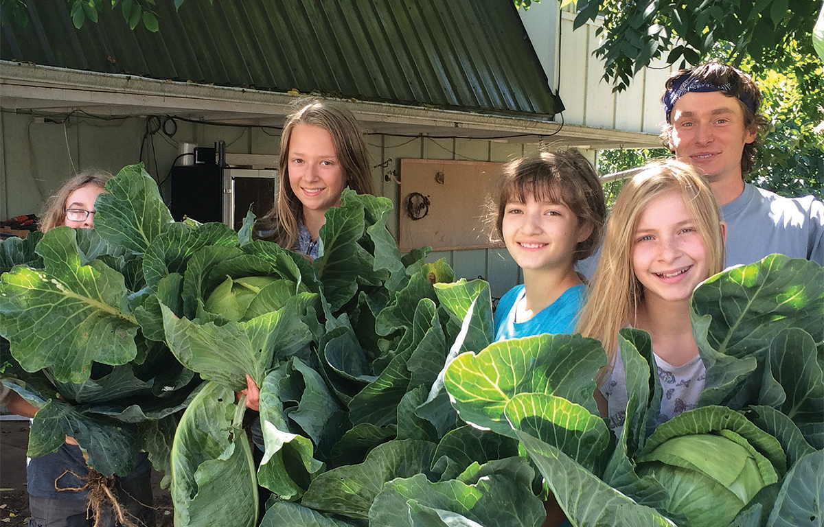 In the cabbage patch at Geercrest Farm