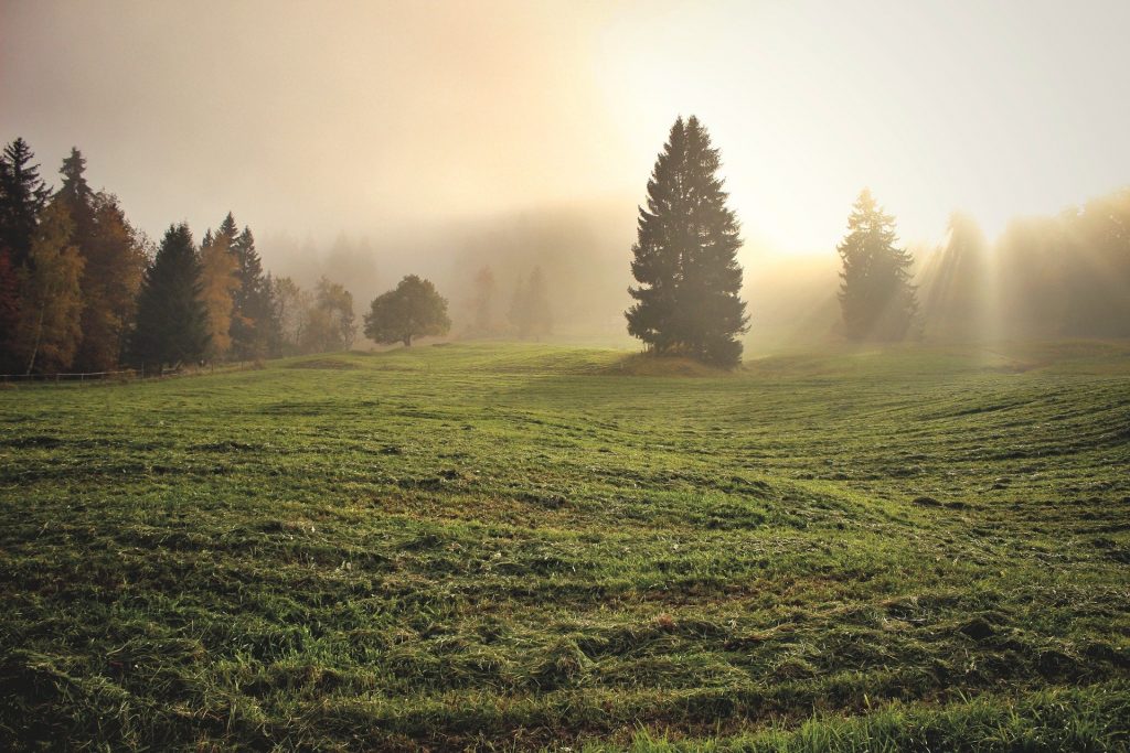 Pasture Land