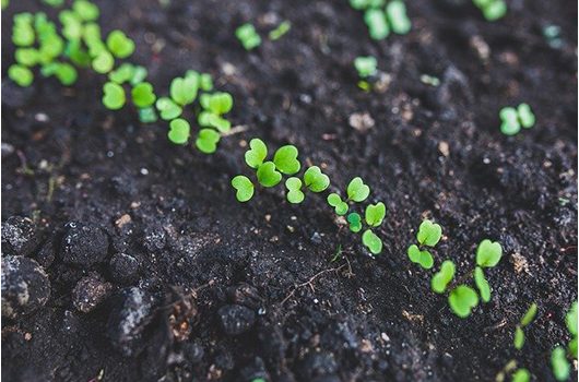 Arugula Sprouts