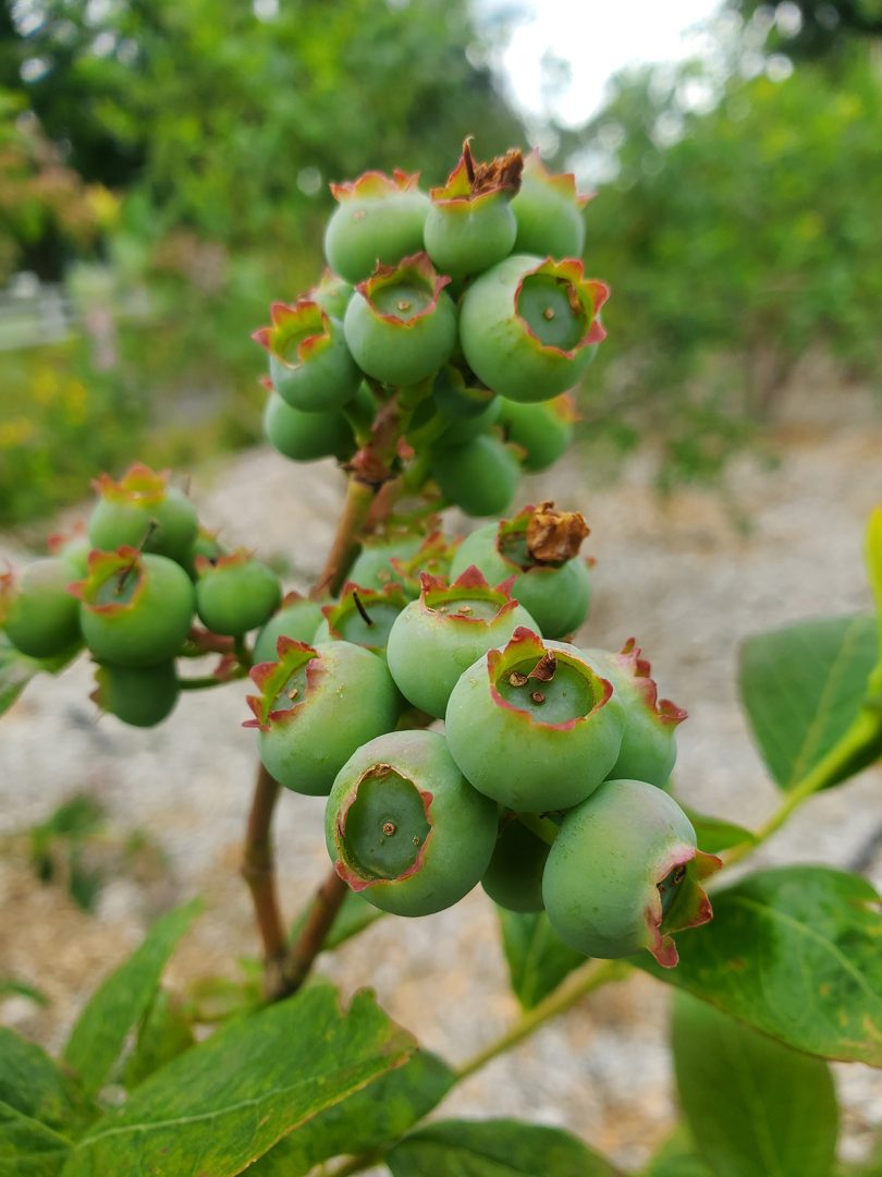 unripe blueberries on a farm
