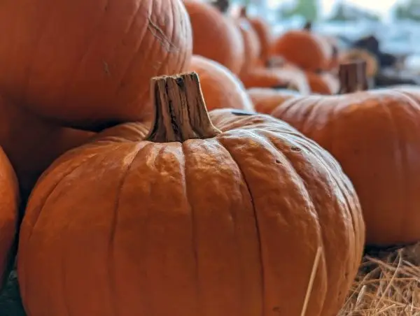 Pie Pumpkin
