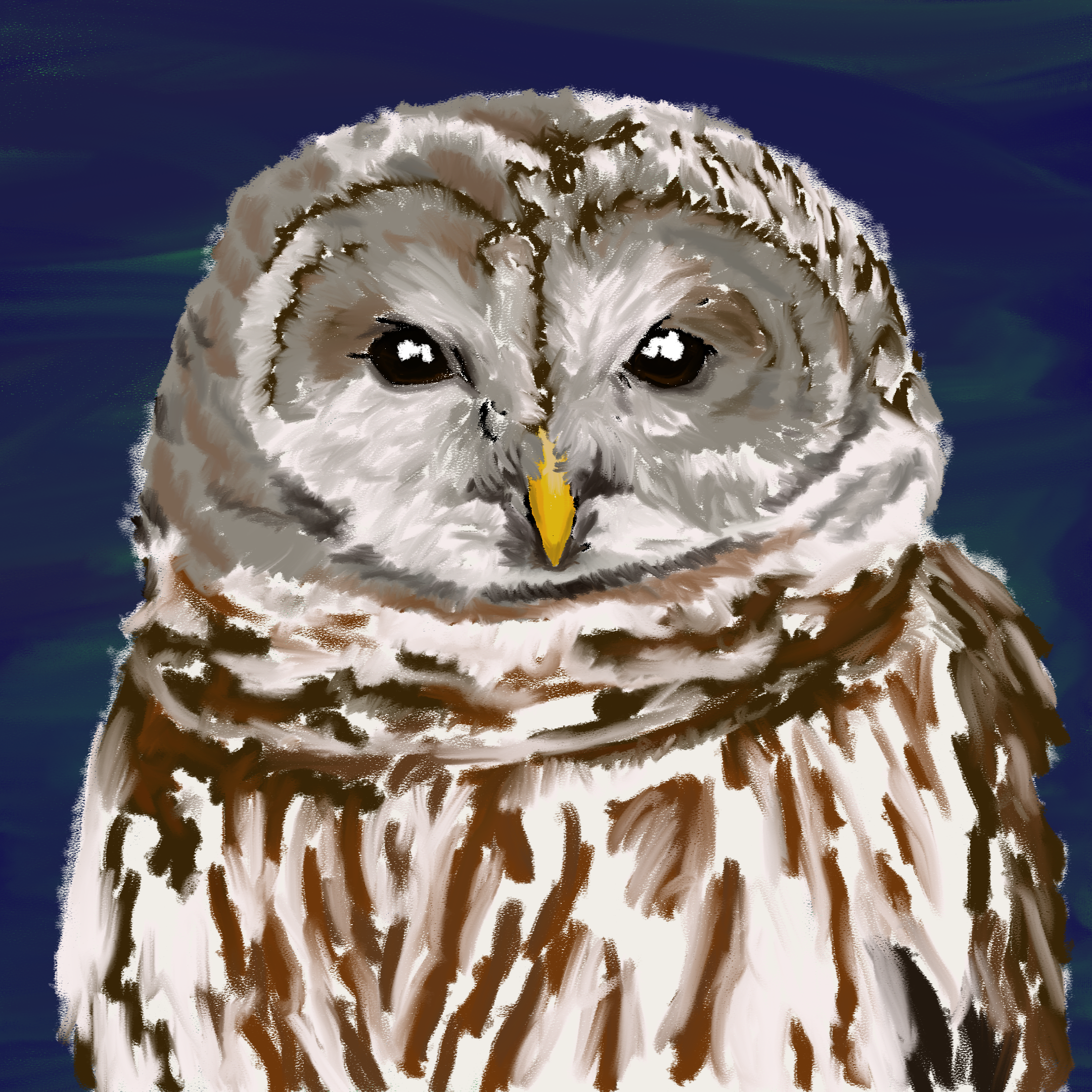 Digital painting of a barred owl for the big game!