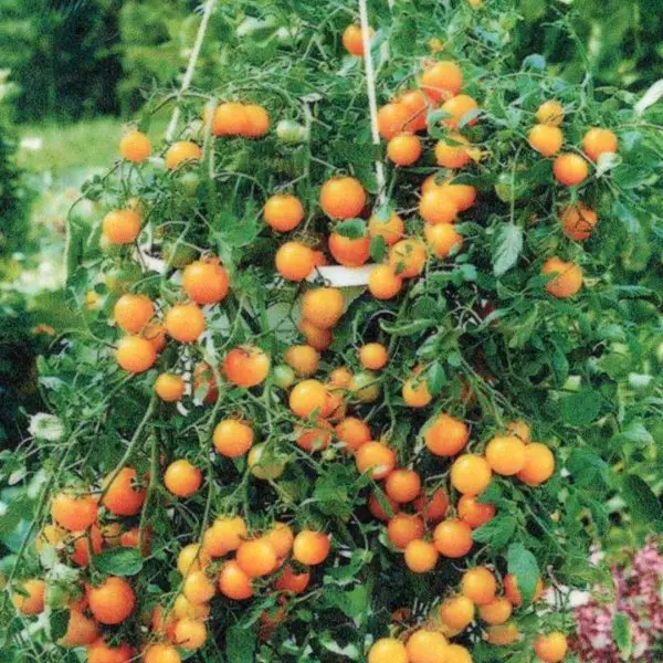 Tumbling Tom Cherry Tomatoes