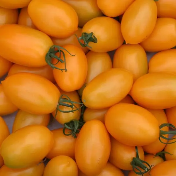 Blush yellow cherry tomatoes