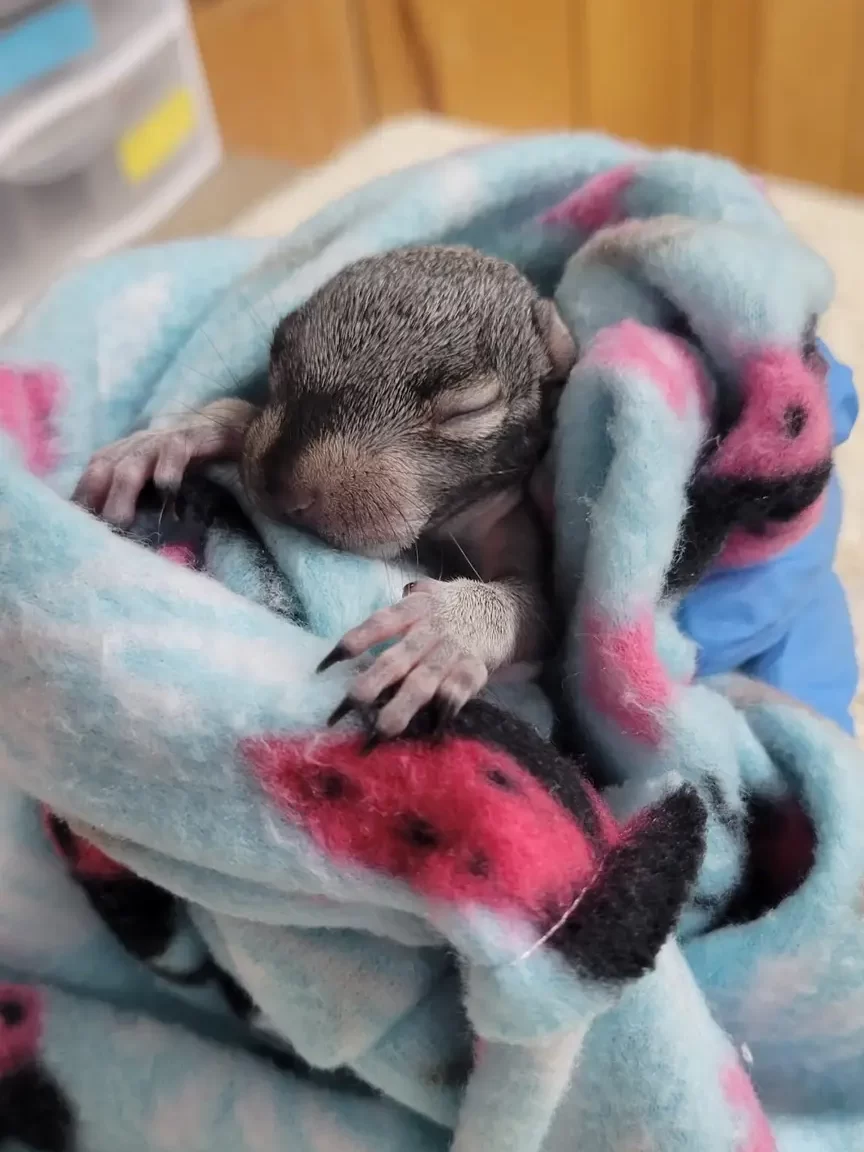 An orphan baby gray squirrel wrapped in a blanket