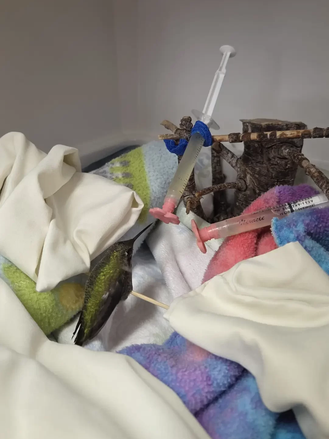 A hummingbird at the Chintimini Wildlife Center Clinic perches on a wooden skewer.