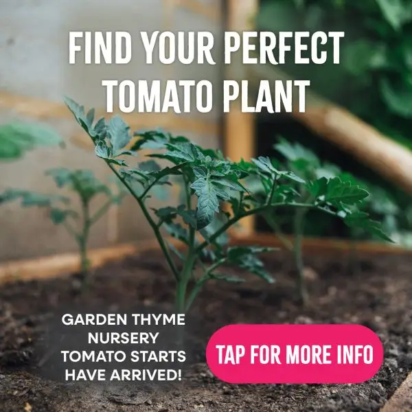 Find Your Perfect Tomato Plant! Garden Thyme Nursery Tomato Starts have arrived! Tap here for more info
