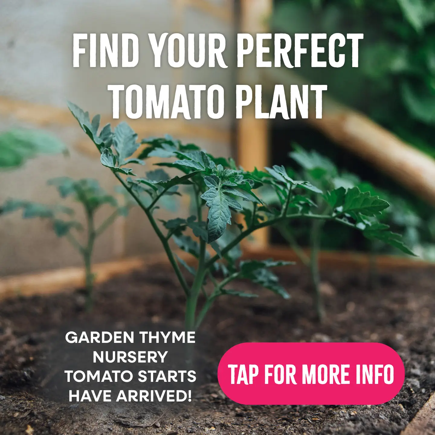 Find Your Perfect Tomato Plant! Garden Thyme Nursery Tomato Starts have arrived! Tap here for more info