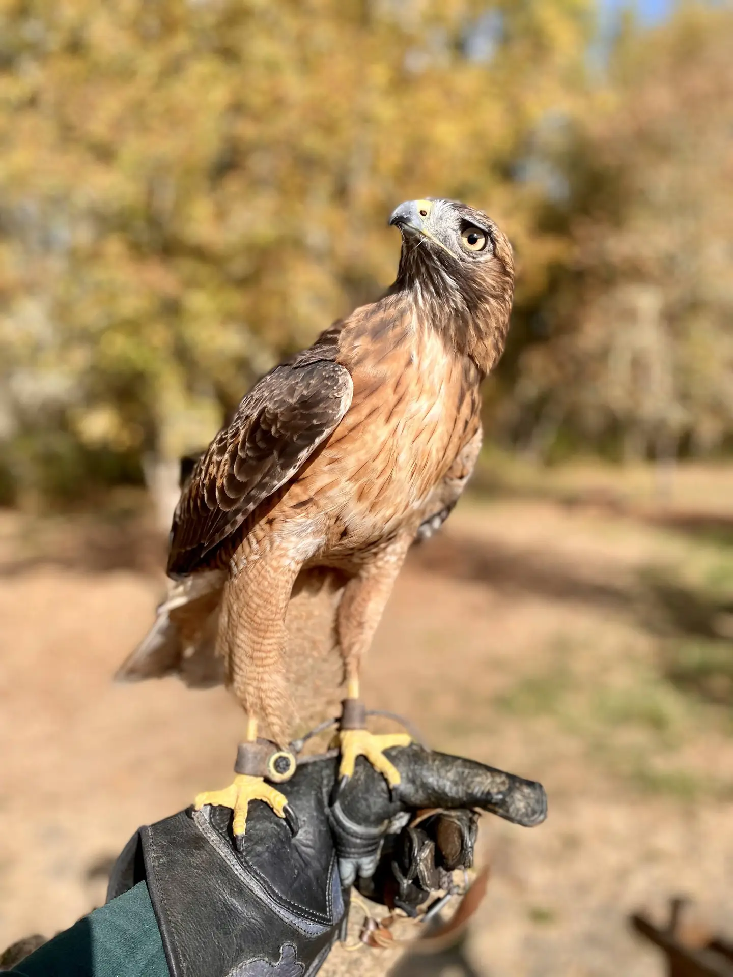 A juvenile red tailed hawk at Chintimini Wildlife Center