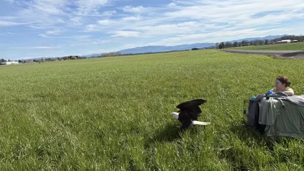 Chintimini Wildlife Center releases a rehabilitated bald eagle