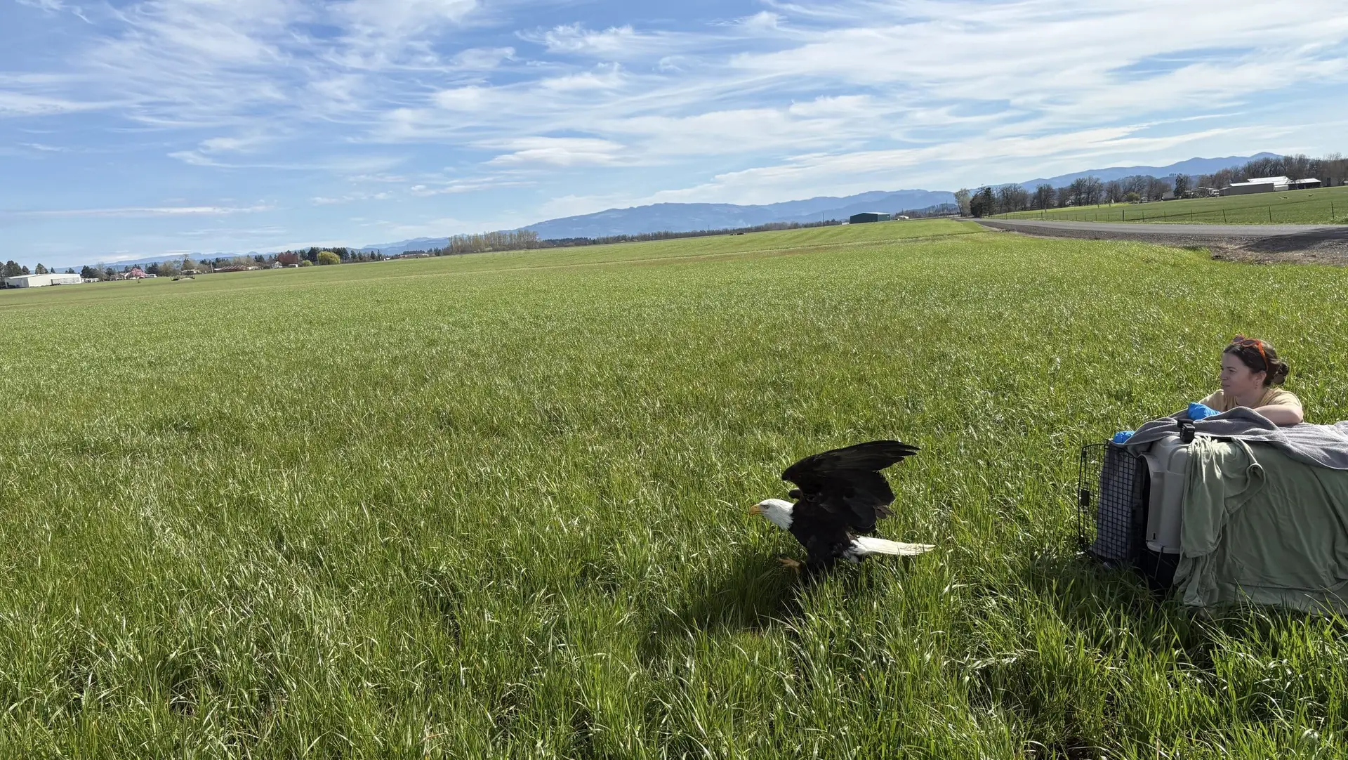 Chintimini Wildlife Center releases a rehabilitated bald eagle