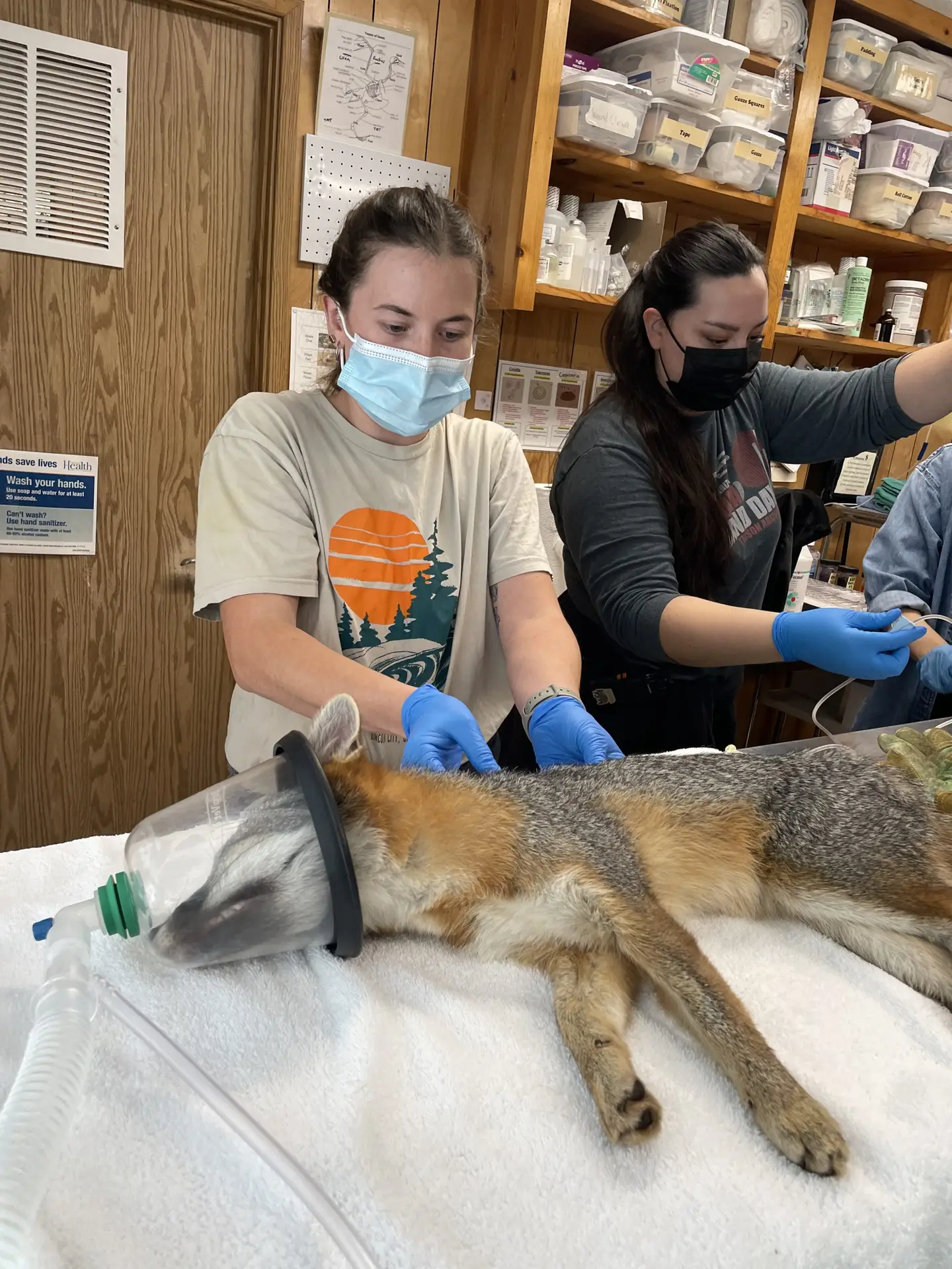 A gray fox receives surgical intervention at Chintimini Wildlife Center to remove damaged teeth