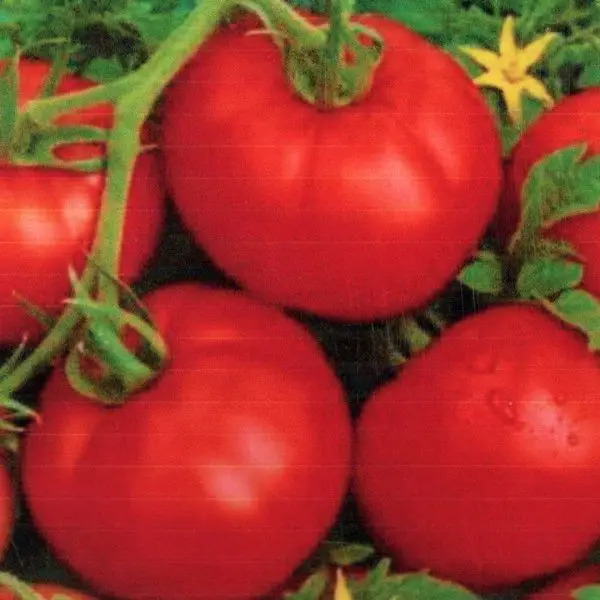 Bonnie Best round red Tomato