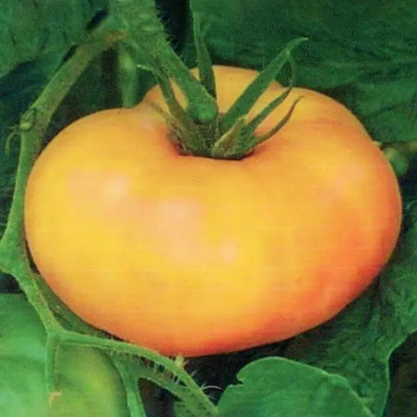 Large Brandywine yellow tomato