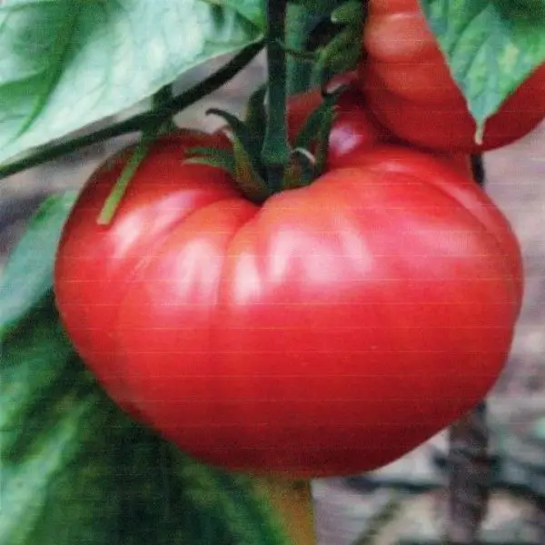 German Johnson, large tomato on the plant