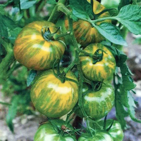 Green Zebra Tomatoes are green when ripe with yellow stripes