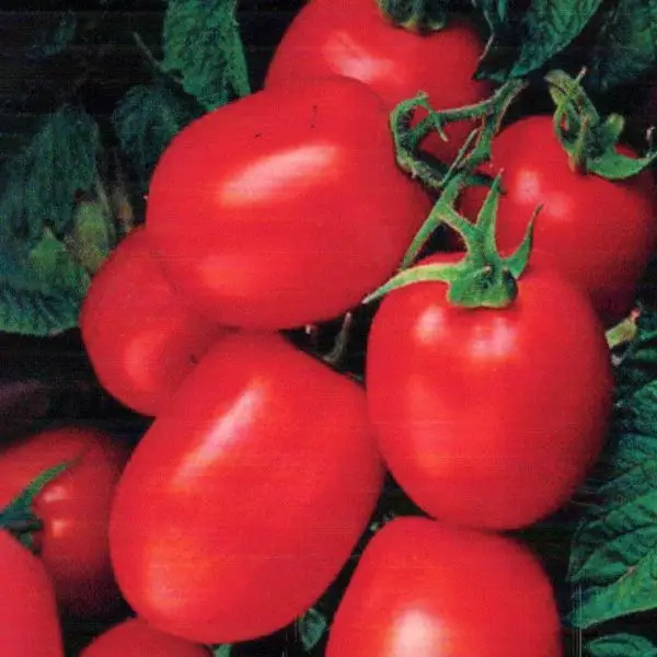 cluster of health kick paste tomatoes