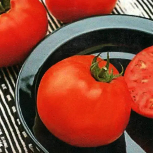 Jetsetter slicer tomato