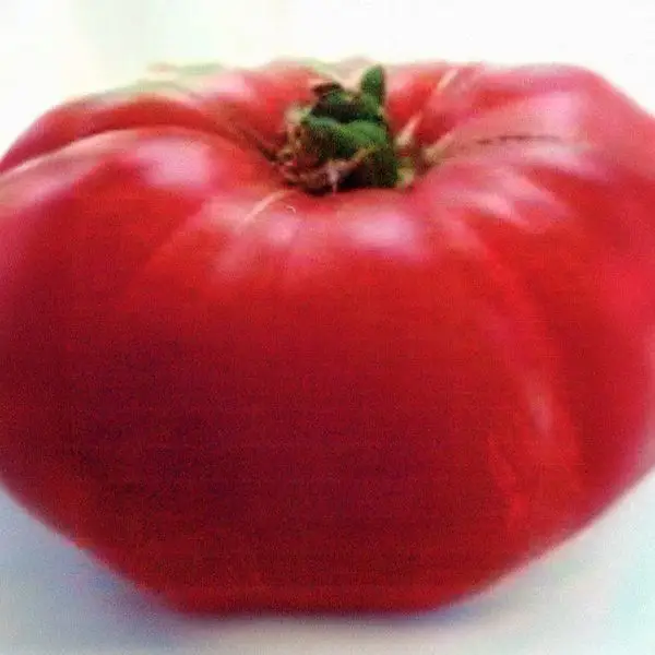 Large Mortgage Lifter tomato