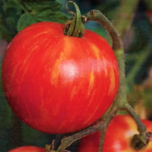 Mr. Stripey tomatoes are red with yellow stripes