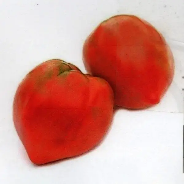 Oxheart tomatoes