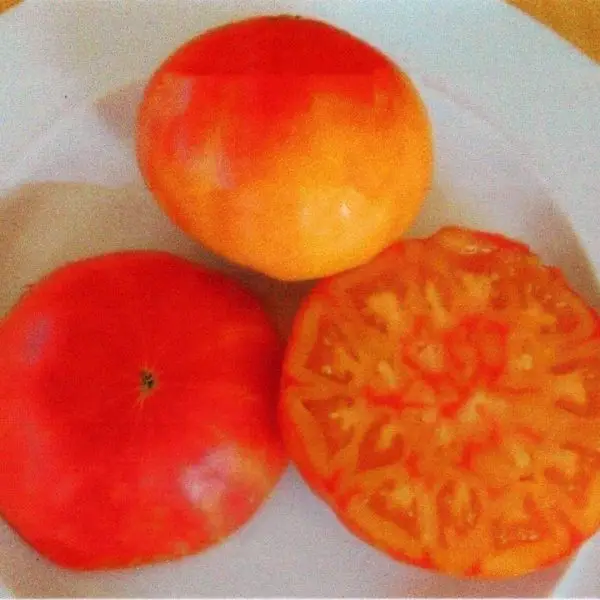 Pineapple Tomatoes are very large, with orange and yellow