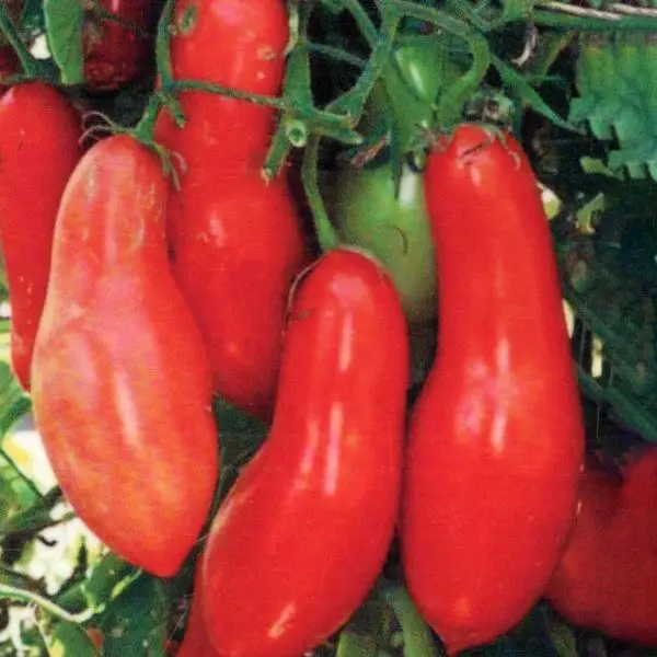 Sausage tomatoes are long paste tomatoes. Shown on the plant.