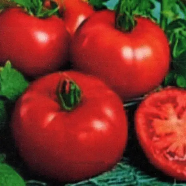 Siberian Tomatoes