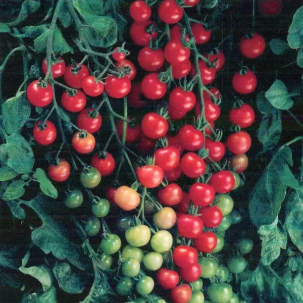 Sweet 100 cherry tomato plant