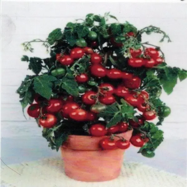 Tiny Tim cherry tomato plant