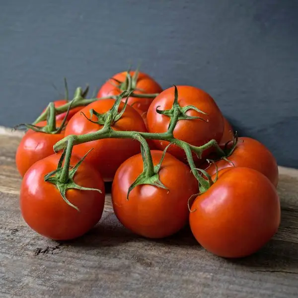 Cluster of Oregon Spring tomatoes