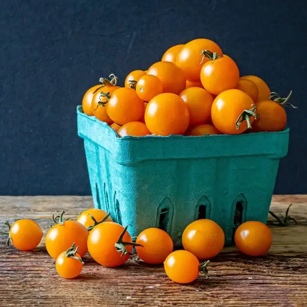basket of Sun Gold cherry tomatoes