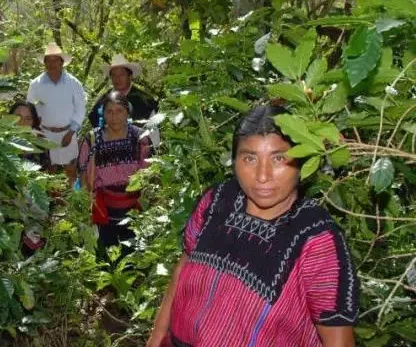 Indigenous coffee growers in traditional clothing in the forest.