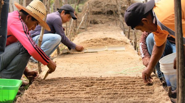A group of people planting coffee seeds in a bed of soil.