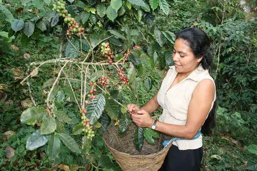 A woman picks coffee into a basket.