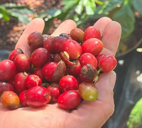 A hand holding fresh red coffee cherries.