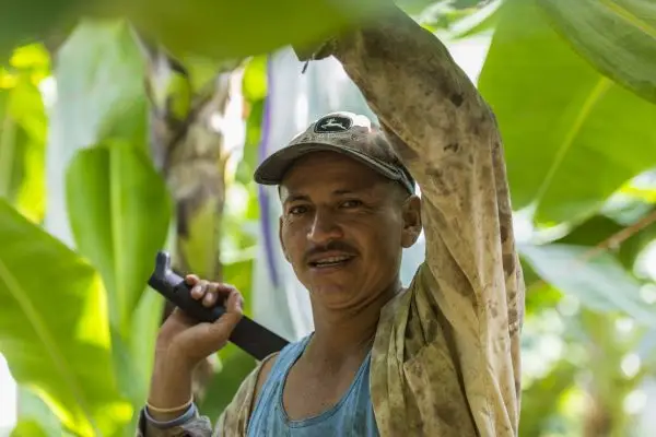 Banana farm worker stands among lush banana plants holding a harvesting knife on an organic banana farm in Colima, Mexico.