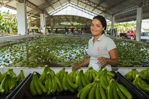 Worker sorts freshly harvested organic bananas at a washing and packing facility operated by Organics Unlimited in Mexico.