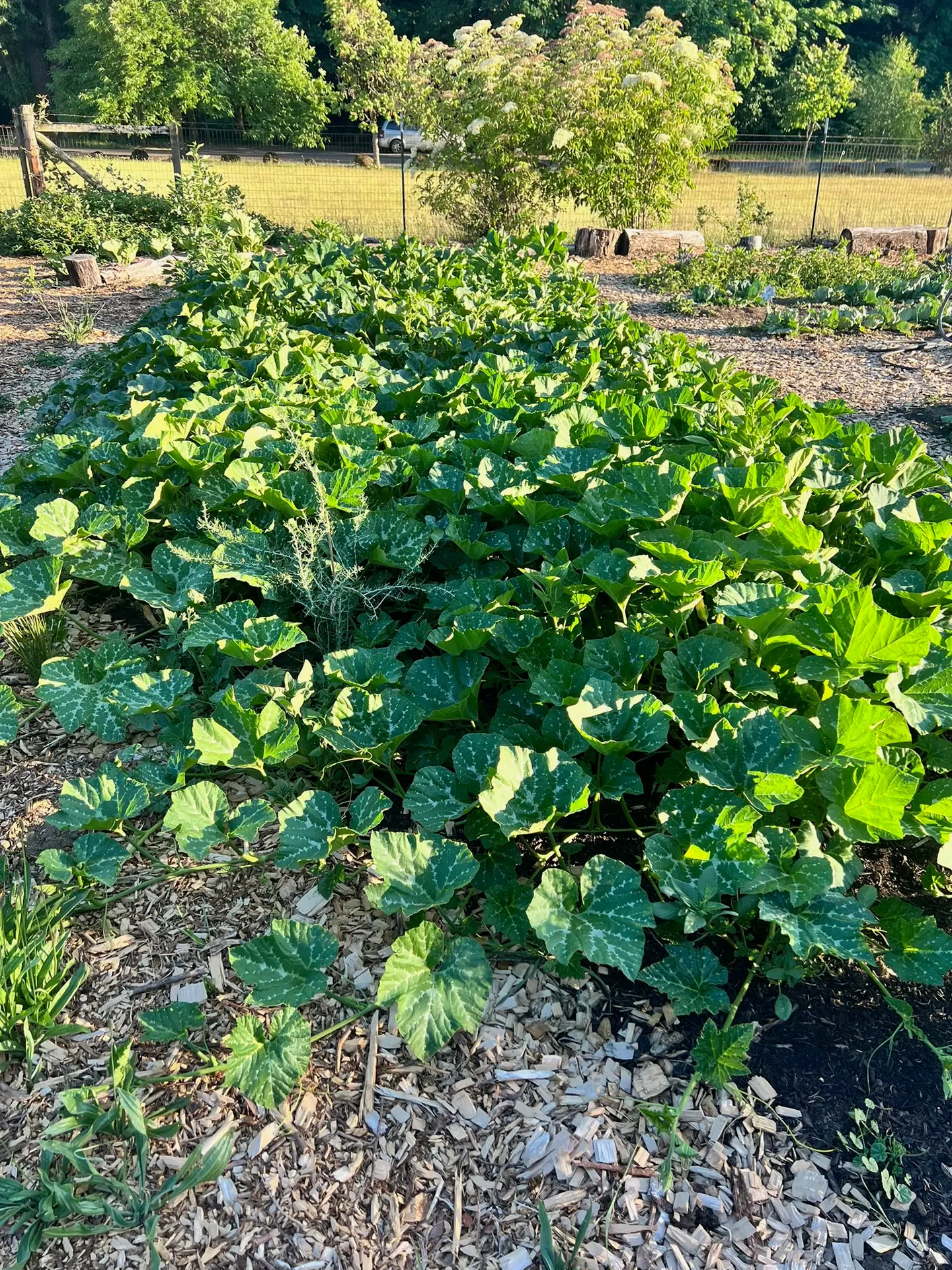 Lush squash vines spread across a growing bed at Black Joy Farm's organic community garden in Keizer.