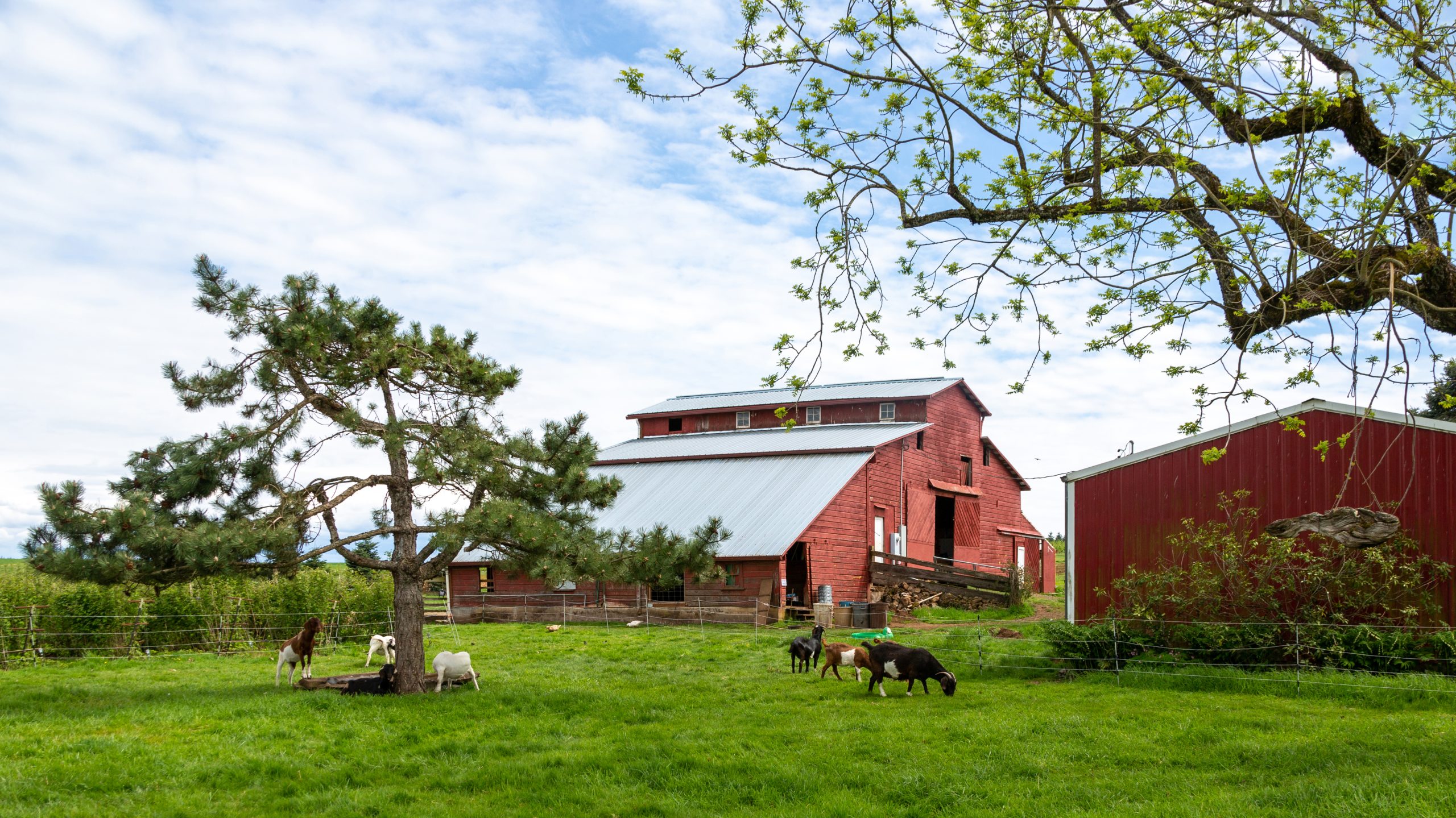 Goats grazing beside a red barn on a green pasture at Sublime Organics in Oregon.